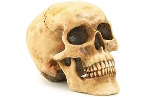 Grinning Highly Realistic Replica Human Skull Statue Home Décor 6.5x4.25x4.6"