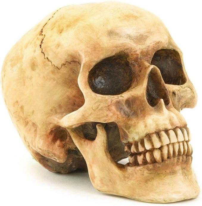 Grinning Highly Realistic Replica Human Skull Statue Home Décor 6.5x4.25x4.6