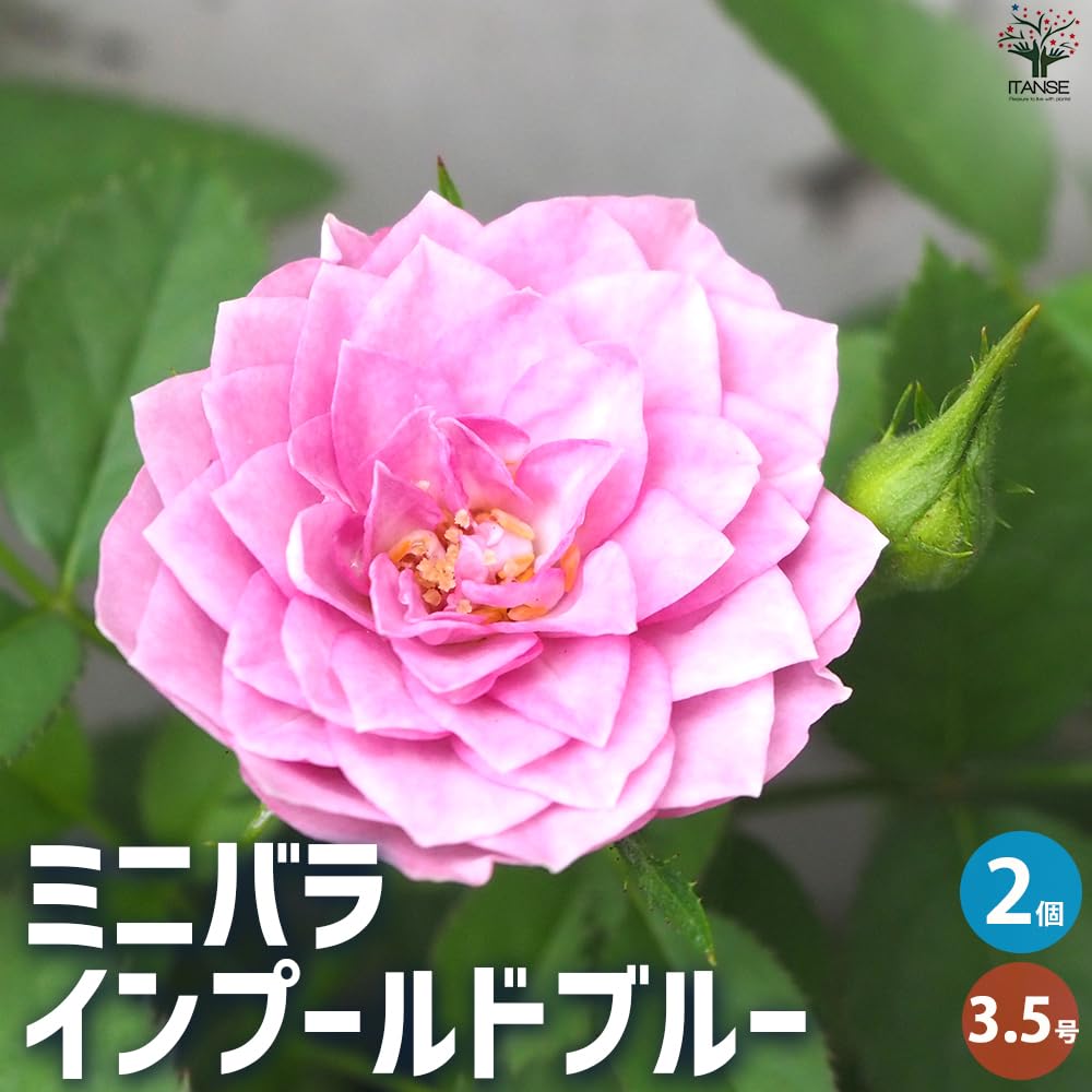 Amazon.co.jp: ミニバラ インプールドブルー 3.5号ポット 2個セット