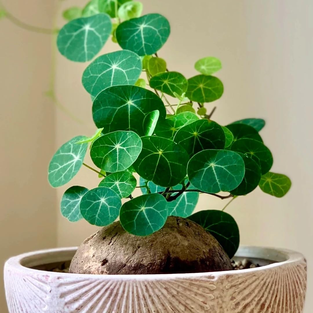 Amazon.com : 6-7 Cm Stephania Cephalantha Plant Caudex, Already