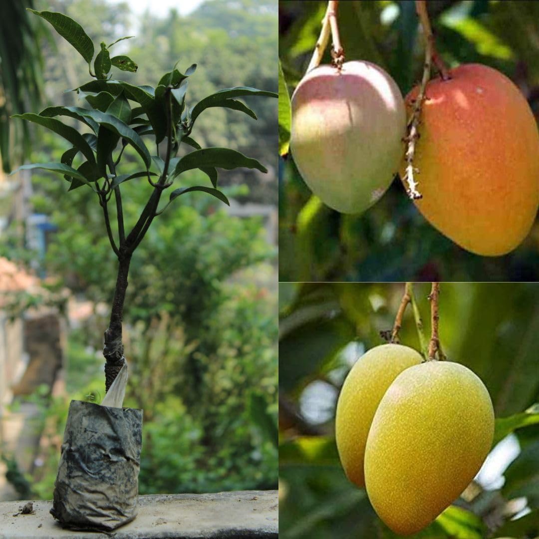 Alphonso mango tree live (1 healthy live plant)
