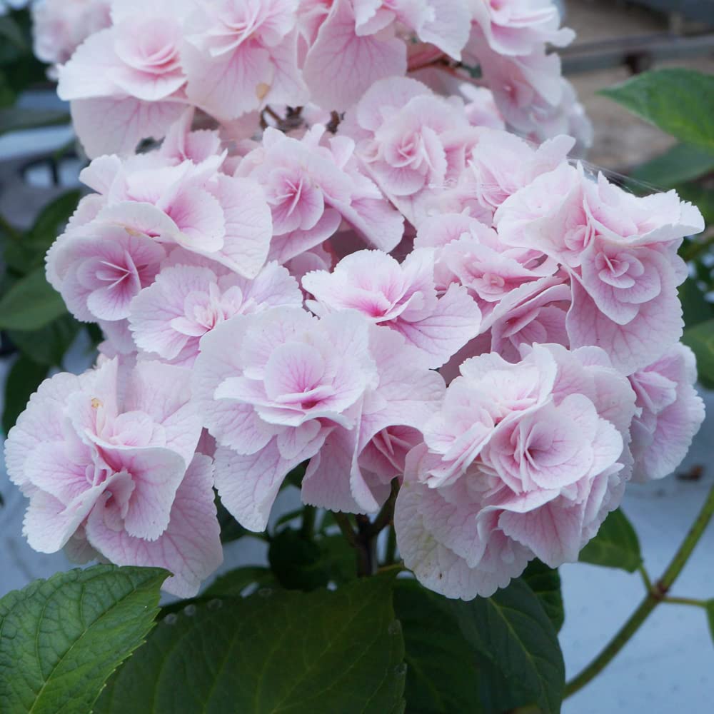 ☆hydrangea☆さま 専用です Amazon.co.jp: Monte Pink Sakamoto Gardening Tatsujin