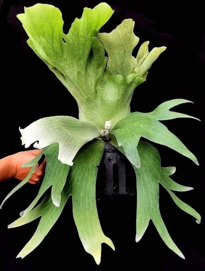 P.wallichii① @bikamori.com ビカクシダ ワリチー