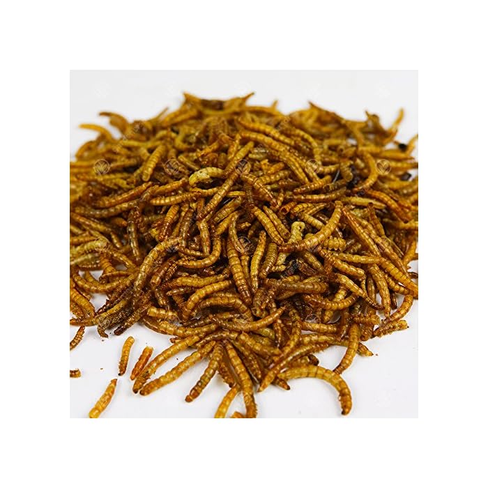 Superpet Dried Mealworms For Birds (5kg) Pet Foods & Supplies