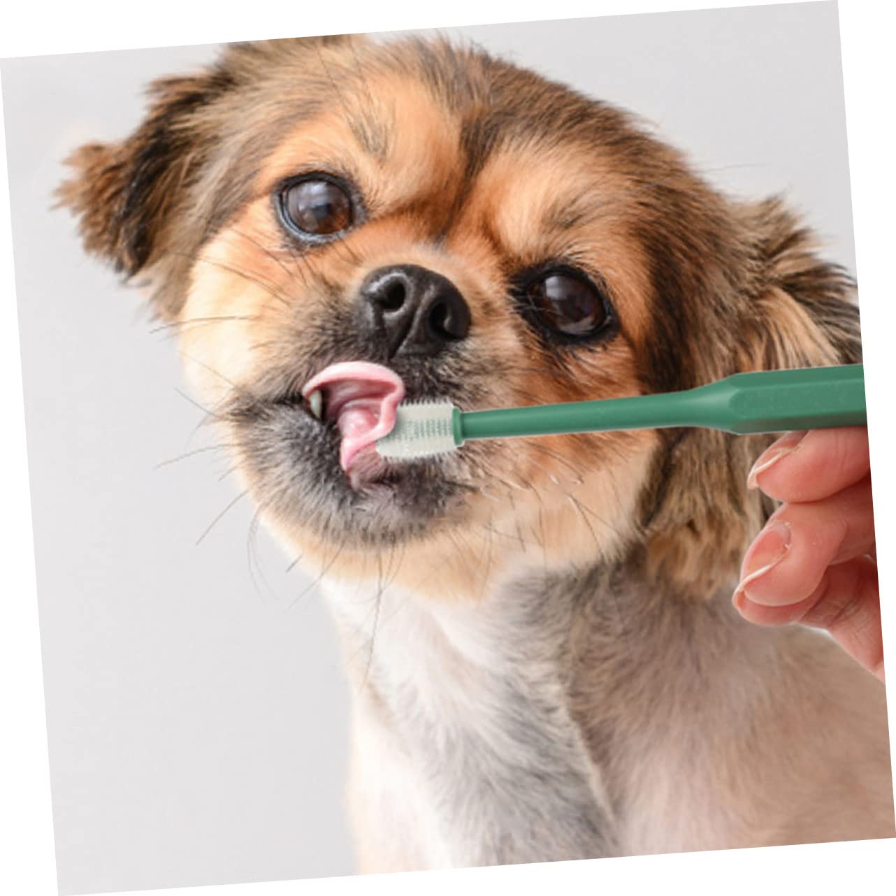 INOOMP 12pièces Brosse à Dents Douce Pour Animaux De Compagnie Kit De Nettoyage Pour Chiens Et Avec Antidérapant Et Conception Ergonomique