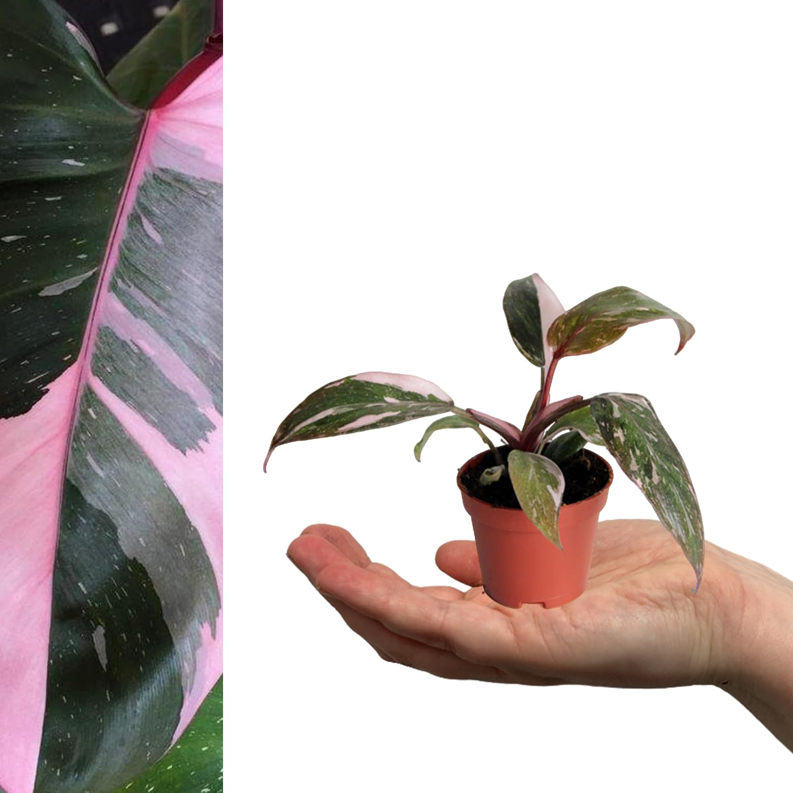 Carbeth Plants - 2 x Philodendron Pink Princess Mini Indoor Plant in 6cm Pots - Real Live Rare Blushing Philodendron - Unique Pink and Green Variegated Leaves - Easy to Care for Small Houseplant