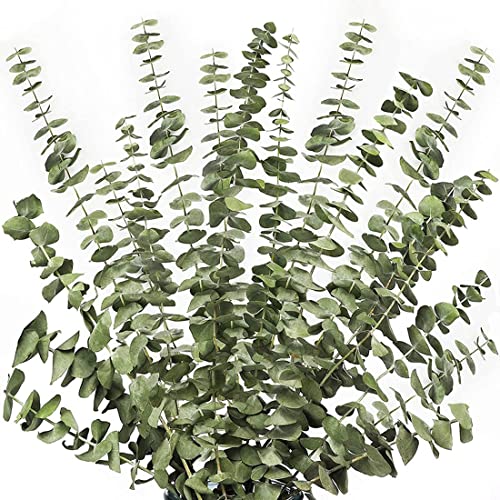 Swiixxer 12 unidades de ramas secas de eucalipto, tallos verdes, 17, 100% auténticas, naturales, hojas de eucalipto vivas, decoración verde vegetal