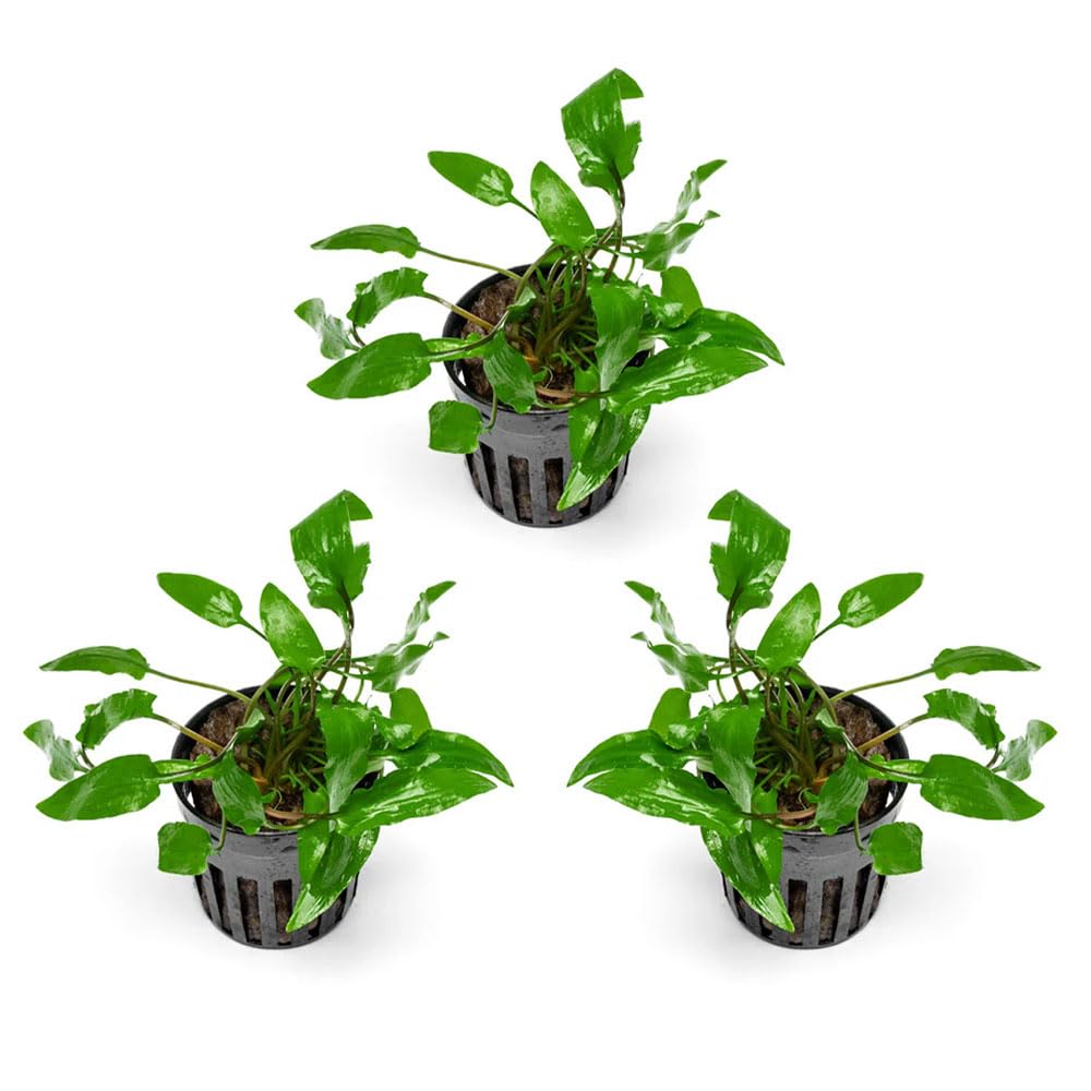 SubstrateSource Cryptocoryne Wendtii Green 3 pots