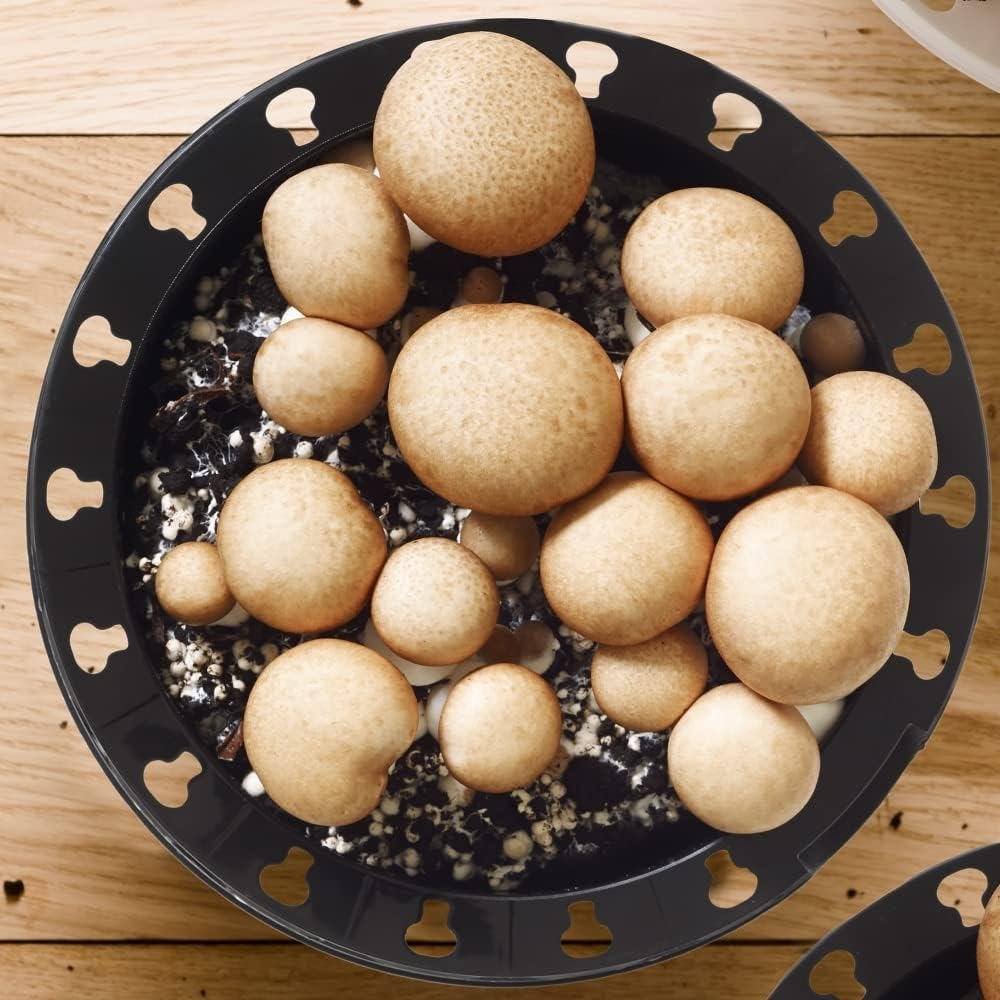 Brown Mushroom Growing Kit Cremini Mushrooms Grow Your Own Simple
