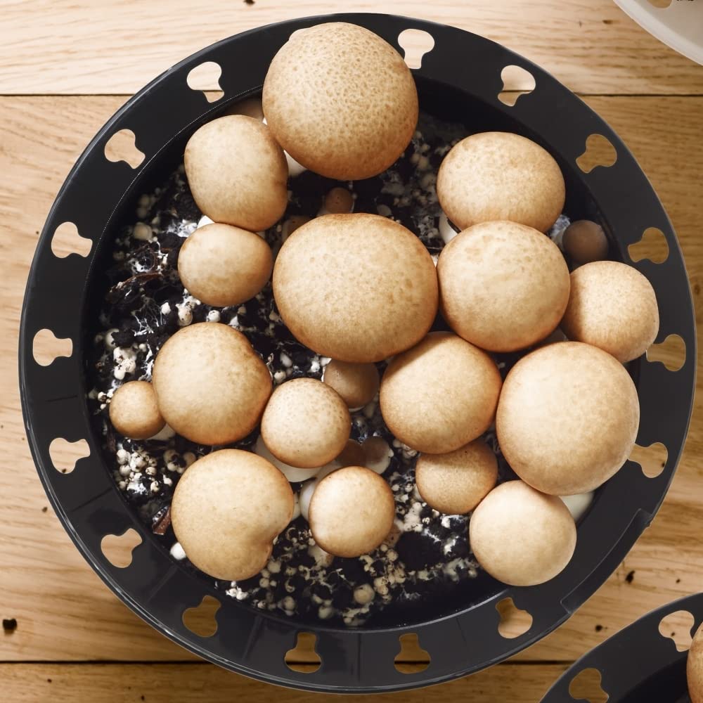 Brown Mushroom Growing Kit | Cremini Mushrooms - Grow Your Own | Simple with Clear Instructions | Kitchen Garden Ideas