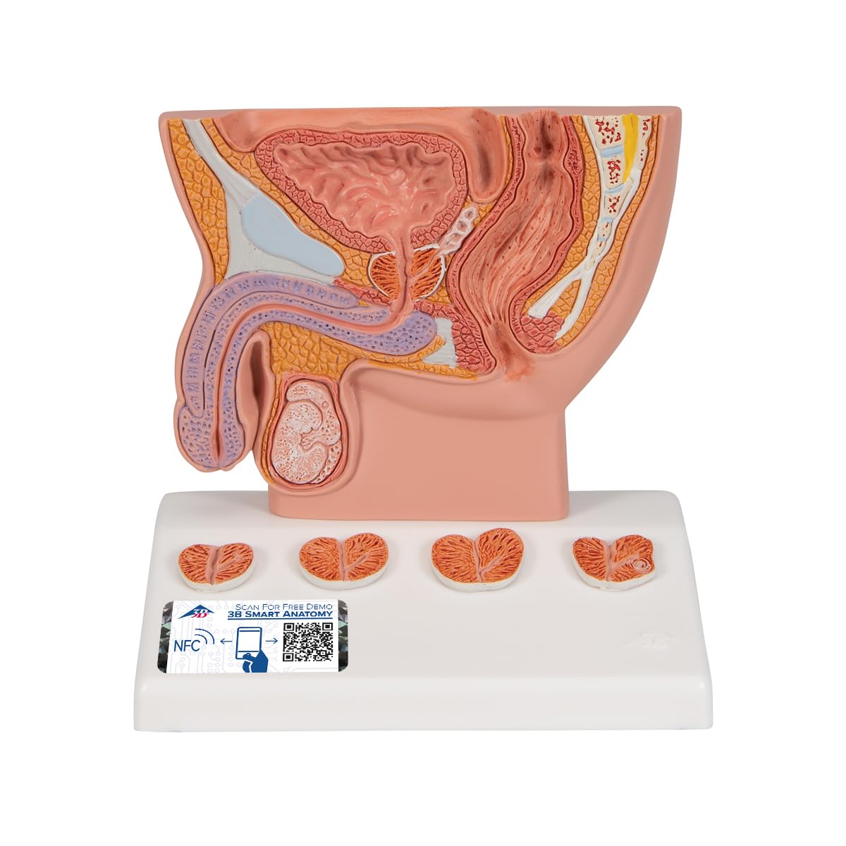 3B Scientific K41 3B Smart Anatomy model prostaty, 1/2 naturalny rozmiar