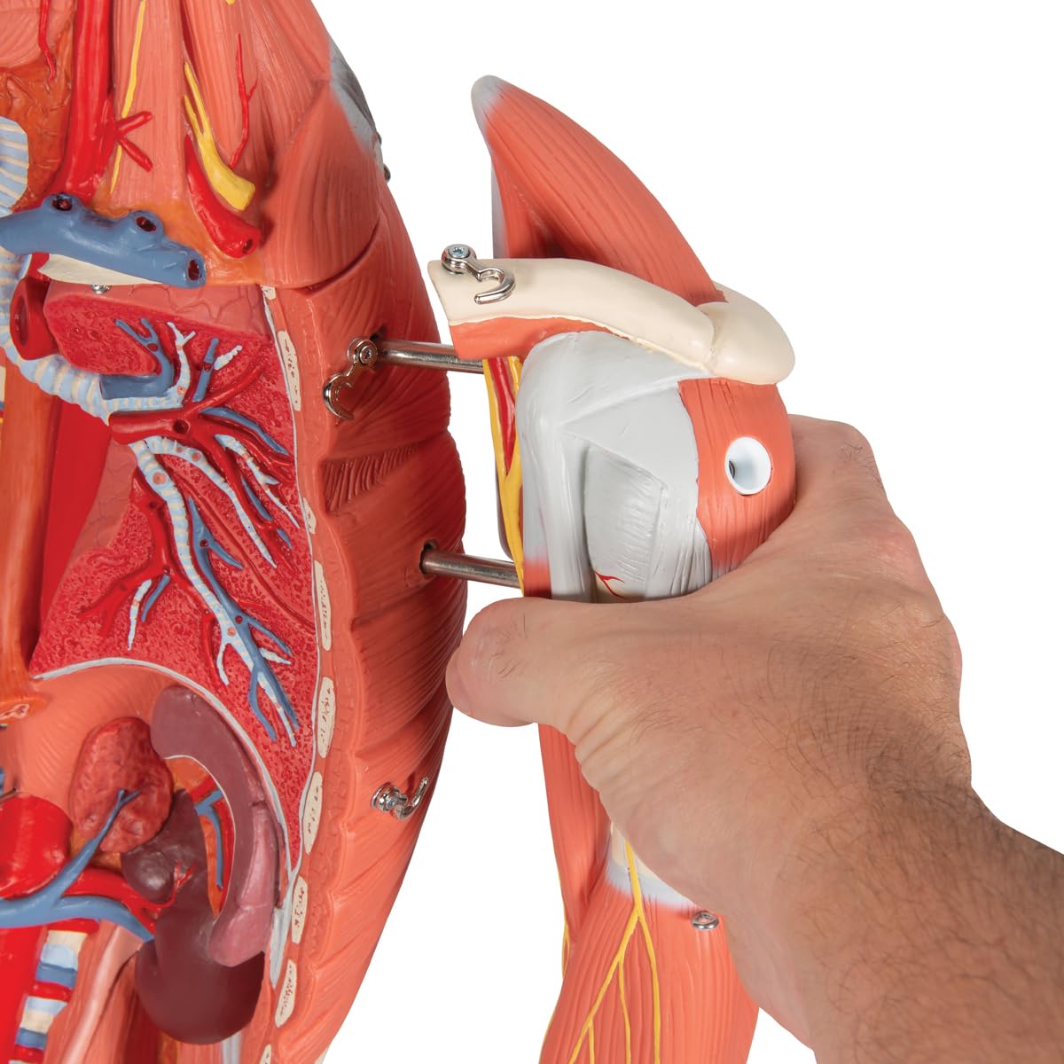 Modello Anatomico Cuore Umano 3B Scientific - Per Studio E Didattica, Dettagliato E Realistico