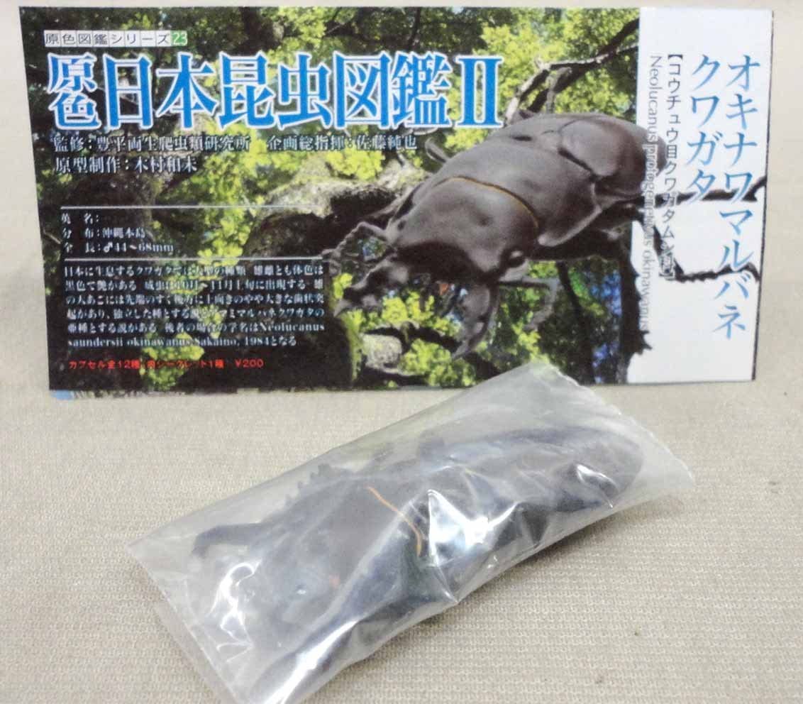 Amazon | 原色日本昆虫図鑑 Ⅱ オキナワマルバネクワガタ ユージン