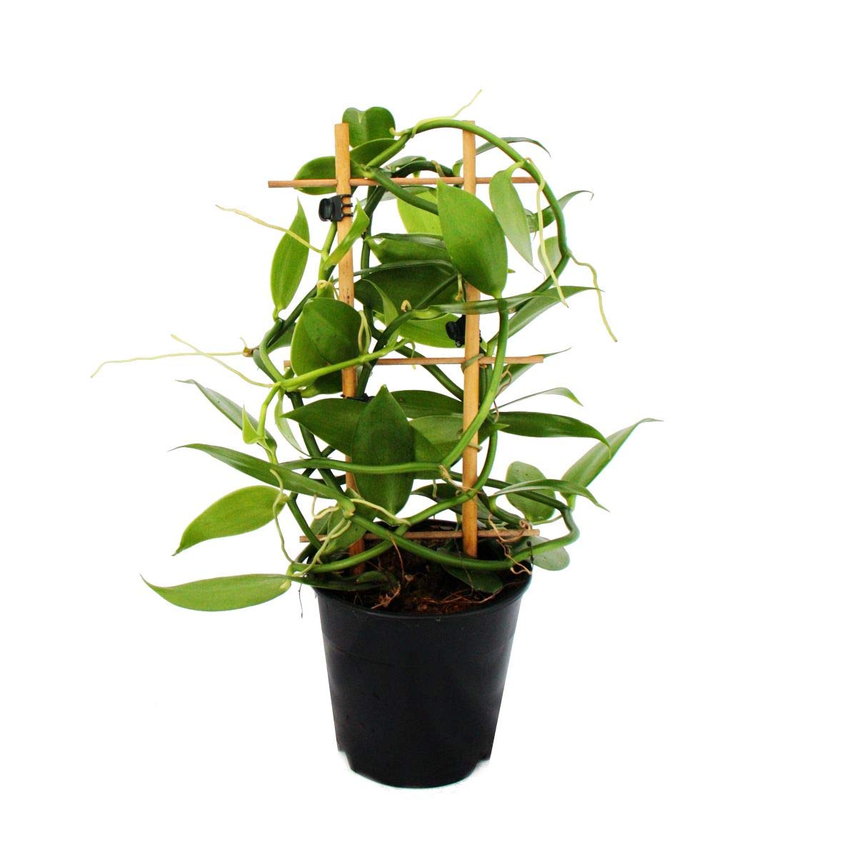 Exotenherz - Planta de vainilla real - Vanilla planifolia - orquídea trepadora