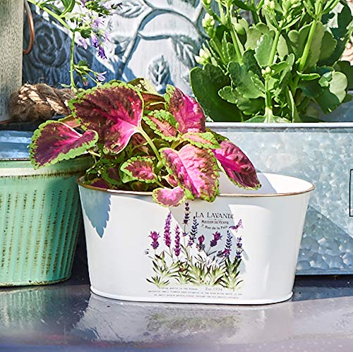 Lavender De Provence, Set Of 3, French Country Style Planters, Rustic White With Purple And Green Botanical Details, White Painted Zinc With Gold Finished Rolled Rims, 10 1/4, 9 And 7 3/4 Inches #TOP3