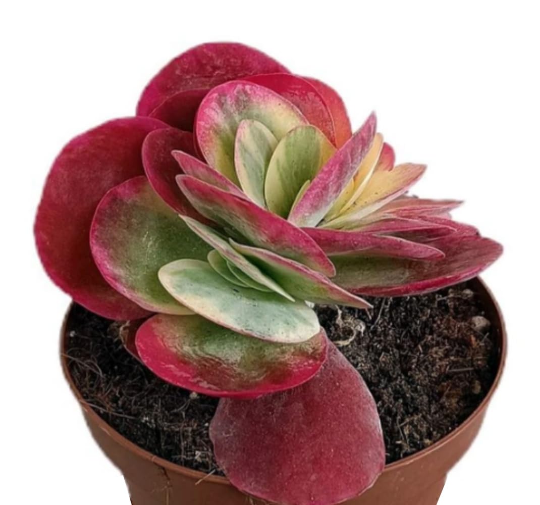 Planta Crasa Kalanchoe Thyrsiflora Variegata, en maceta de 13 cm. Planta de las orejas de burro. Suculenta con hojas gruesas y bordes rojos y cremosos. Segura Garden.
