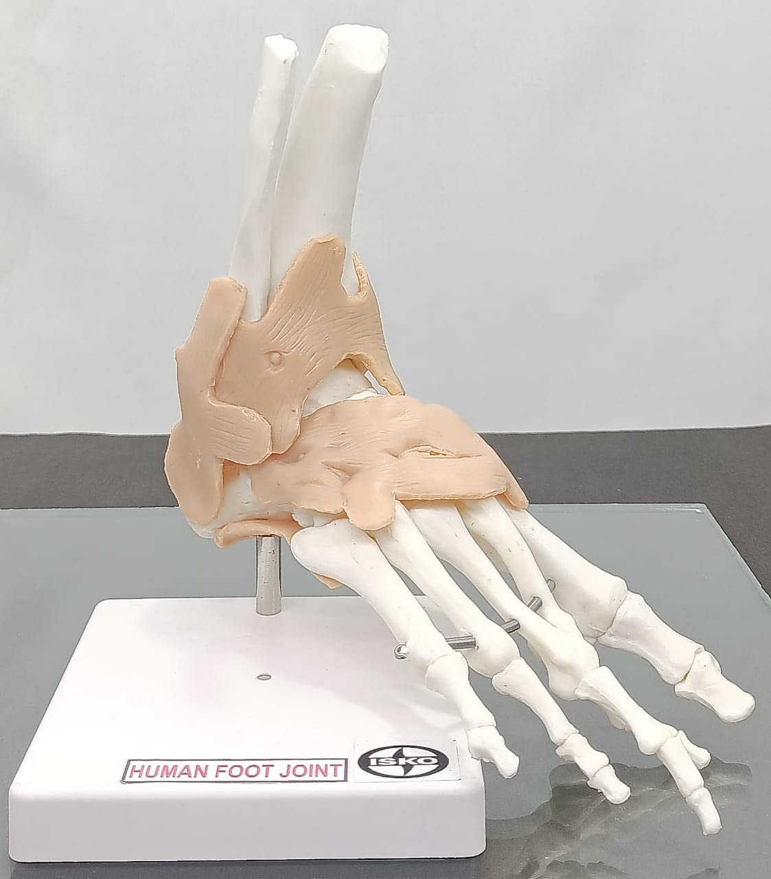 ISKO® Human Foot Joint Model Flexible PVC Plastic | Anatomical Model ] unbreakable (B0BWTSVPP5) Amazon Price History, Amazon Price Tracker