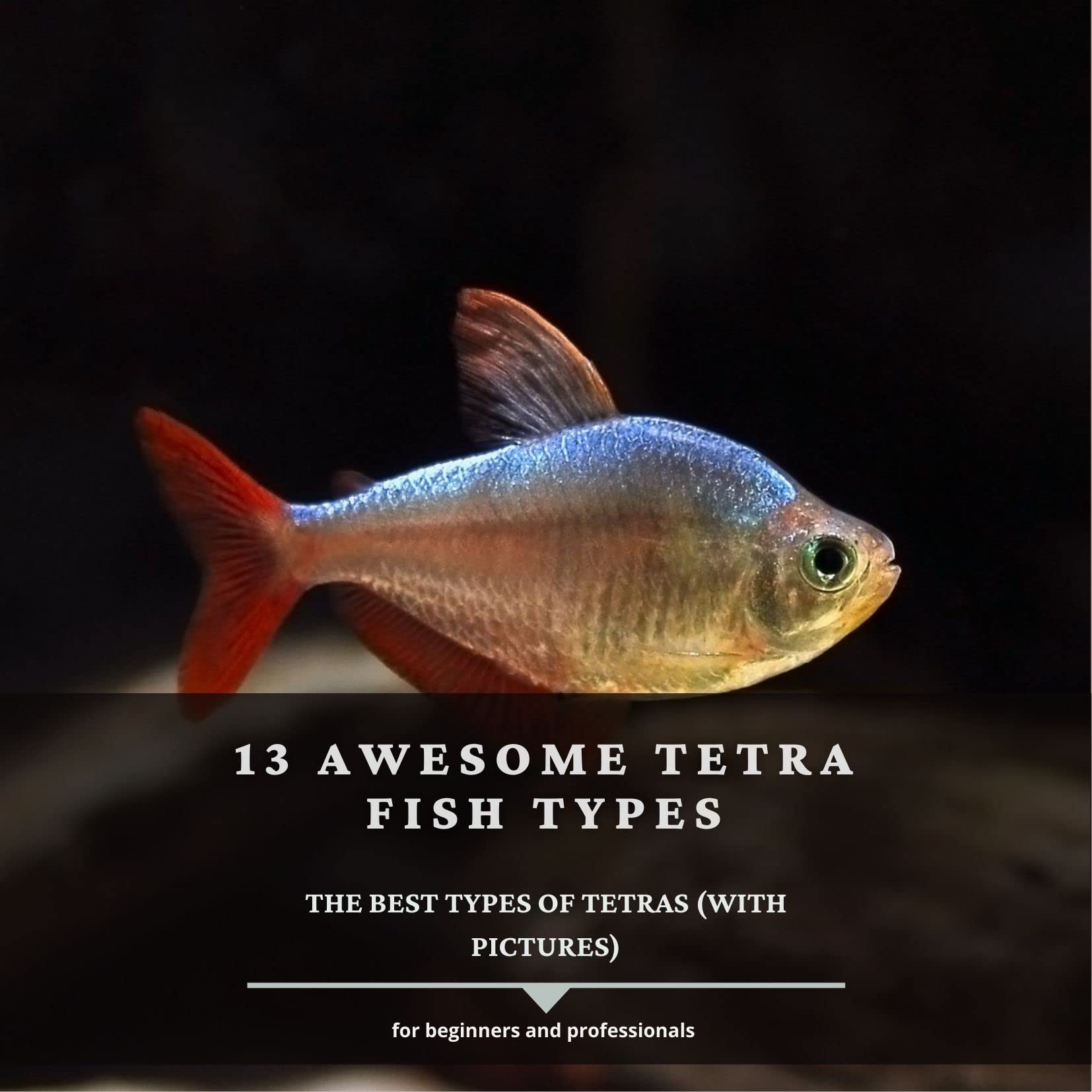 Buy 13 Awesome Tetra Fish Types The Best Types Of Tetras (With