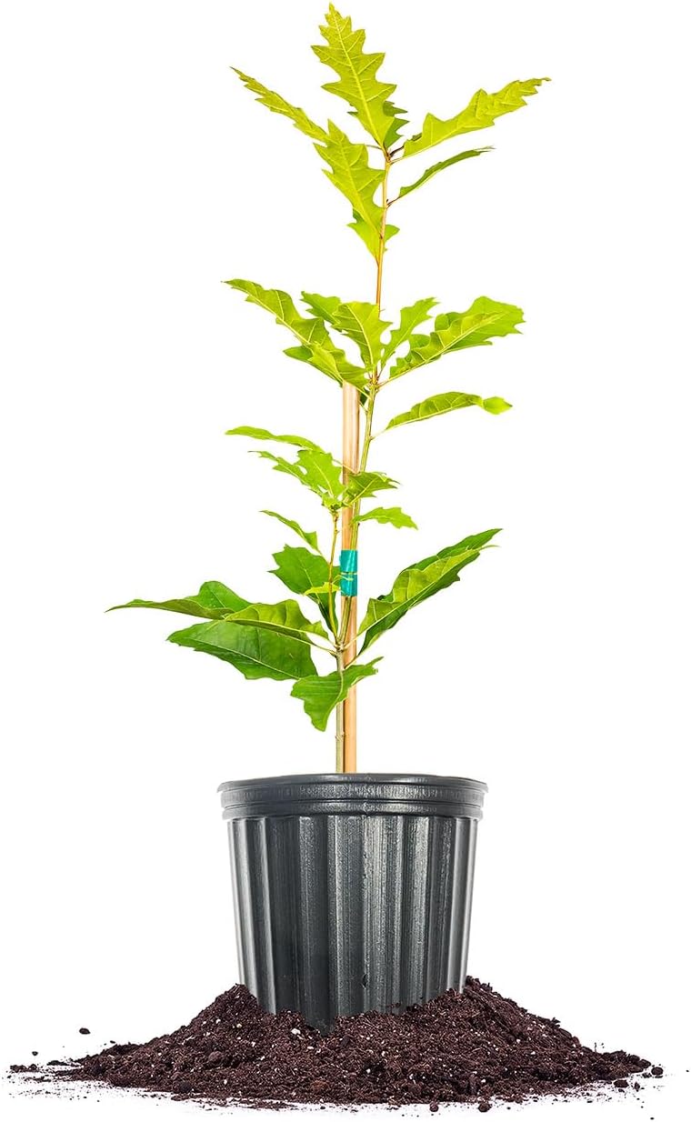 Perfect Plants Shumard Oak Tree 1 Gallon | Live Tree for Landscaping | Provides Privacy, Shade, & Acorn Production