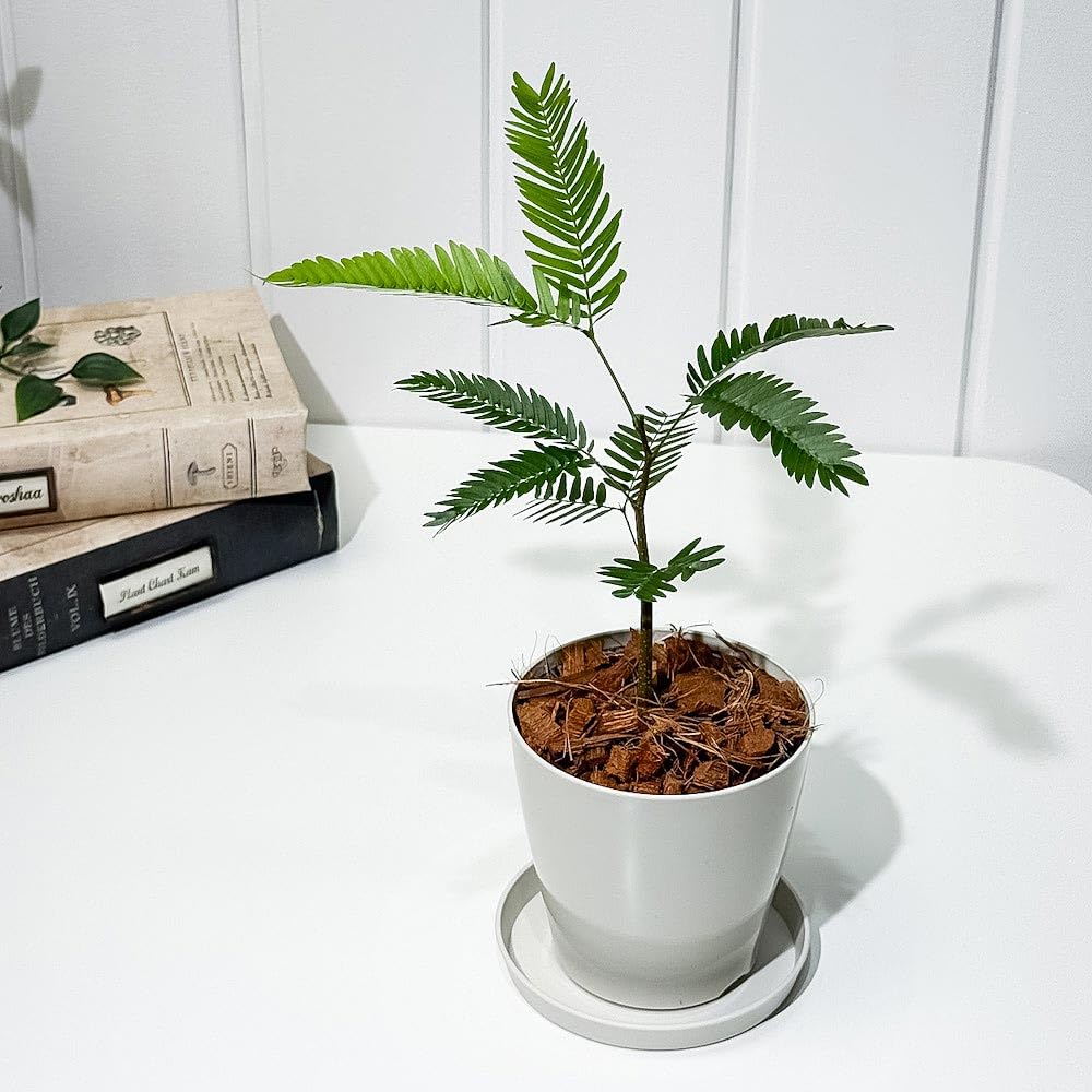 Amazon.co.jp: PLANCHU 観葉植物 エバーフレッシュ 3.5号鉢 受け皿付き