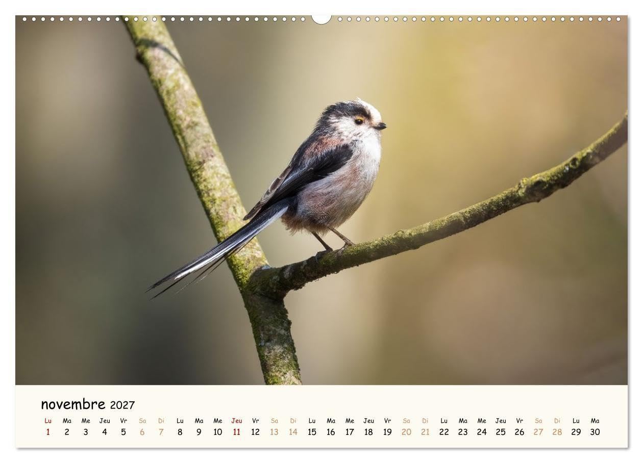 Murmures de foret regards d animaux cale: Un calendrier fascinant qui re