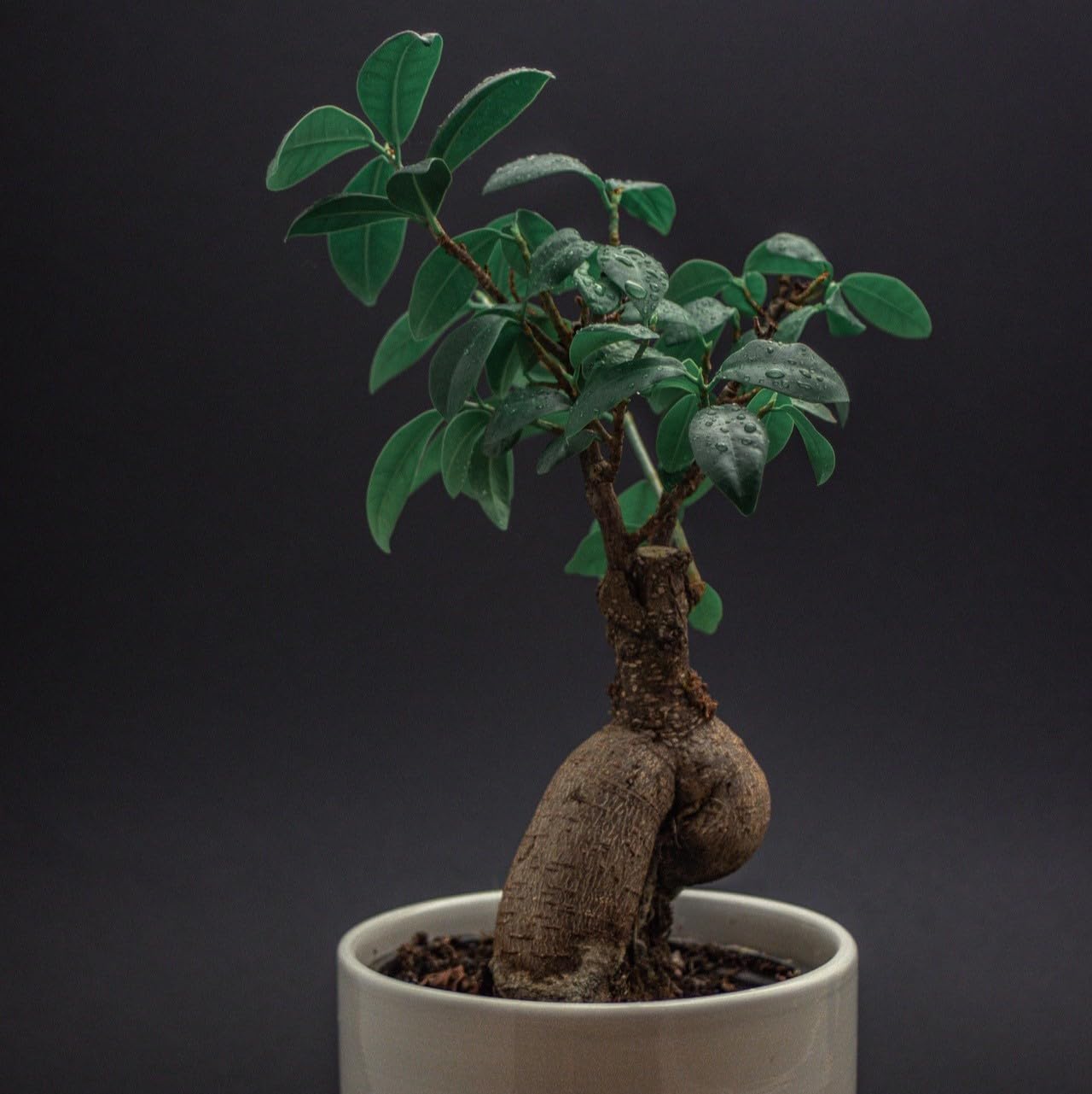 Evergreen China Bot Plant (Pack of 1)-image-9