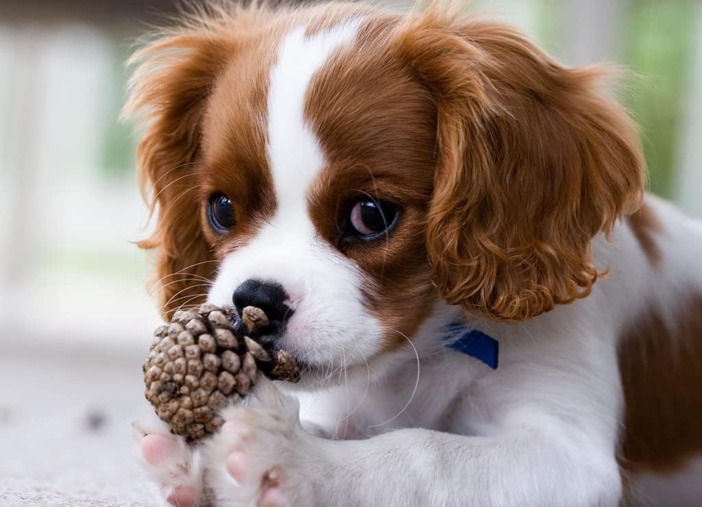 Noah Jigsaw Puzzle Cavalier King Charles Spaniel 1000 Pieces