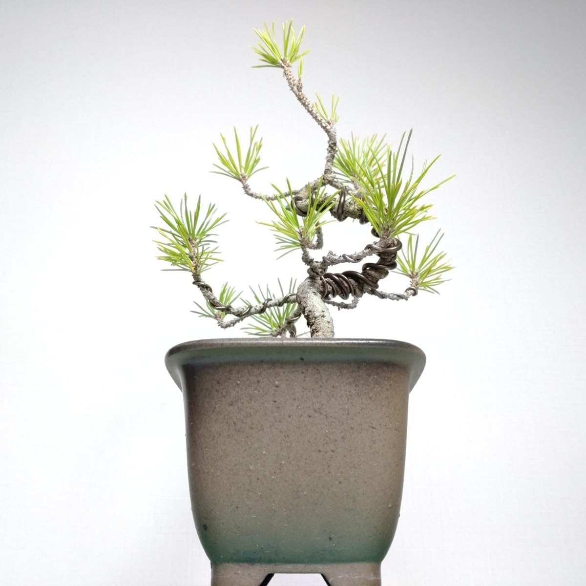 黒松（クロマツ）盆栽 S006 ホビーグッズ