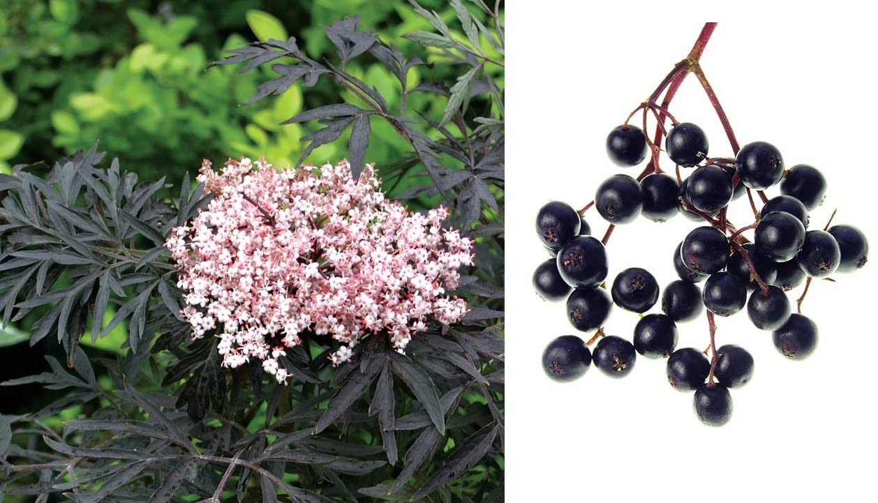 Elderflower Black Frills Sambucus Nigra 100+ Seeds