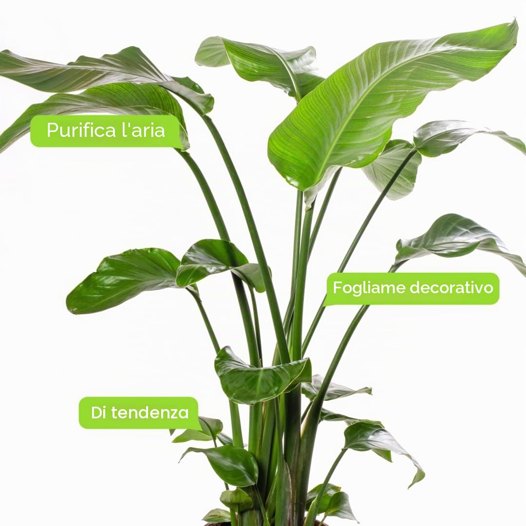 Strelitzia Nicolai, grande pianta da interno, vera sempreverde, alta e esotica.