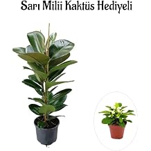 Parlak Canl  Yaprakl  Kau uk Bitkisi Sevgililer G n ne  zel Sar  Milii Kakt s Hediyeli, SRD30012025BYB421