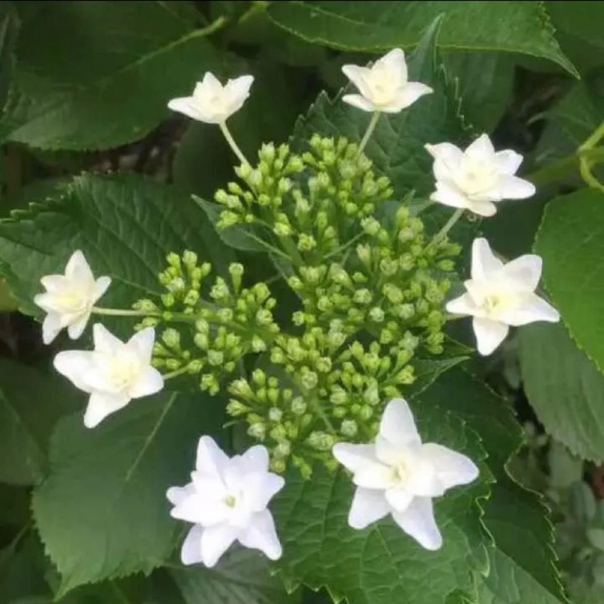 隅田の花火　紫陽花　挿し穂12点とプランター1点 Amazon.co.jp: 紫陽花の苗 挿し穂 隅田の花火 : DIY・工具・ガーデン