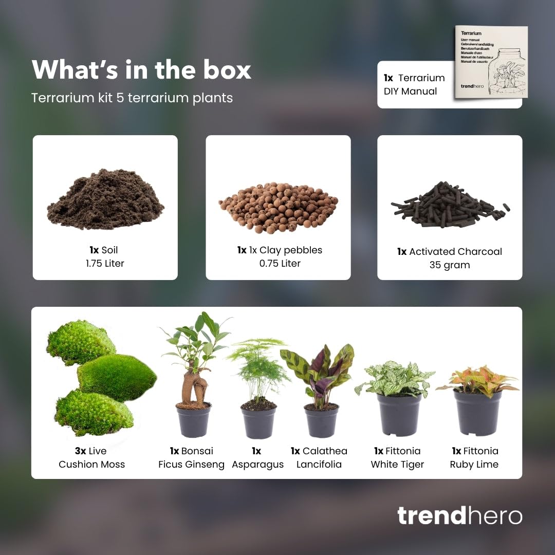 Planten Terrarium Paket – 5 Terrarium Pflanzen, Nachfüll- & Startset für DIY Terrarium, Mini Ökosystem