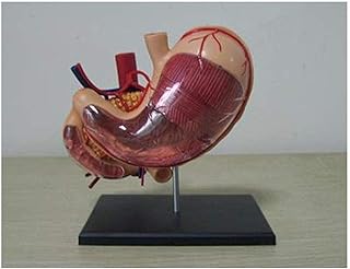 Study Model Human Torso Model Early Childhood Education Puzzle Model,Stomach Anatomy Assembling Model Human Organ Anatomical Model Anatomical Model SaiFei
