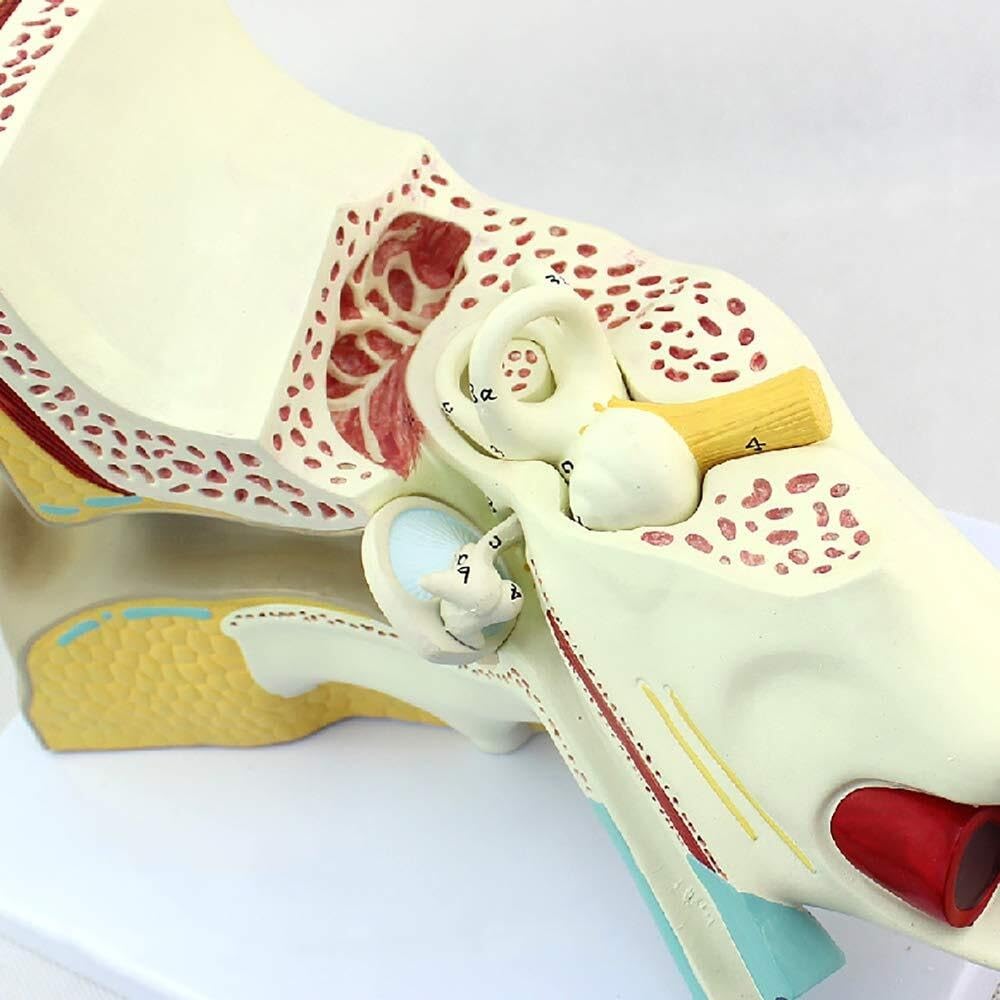 Model anatomiczny ucha ludzkiego, model ucha, anatomia ucha, model labiryntu ucha wewnętrznego Otolaryngologia, model słuchowy człowieka