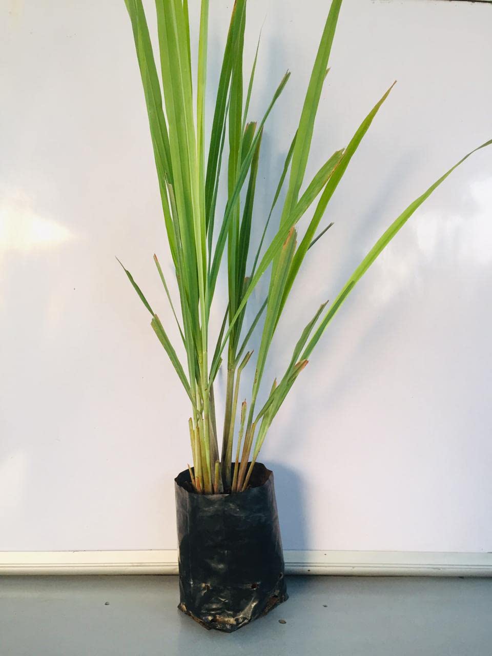 Lemon grass live plant organic (Pack of 3) (B0CYX1JFHJ) Amazon Price History, Amazon Price Tracker