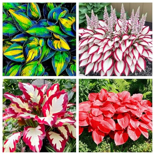 Pflegeleichte Hostas-mehrjährig winterhart，Geeignet für die Bepflanzung im Freien