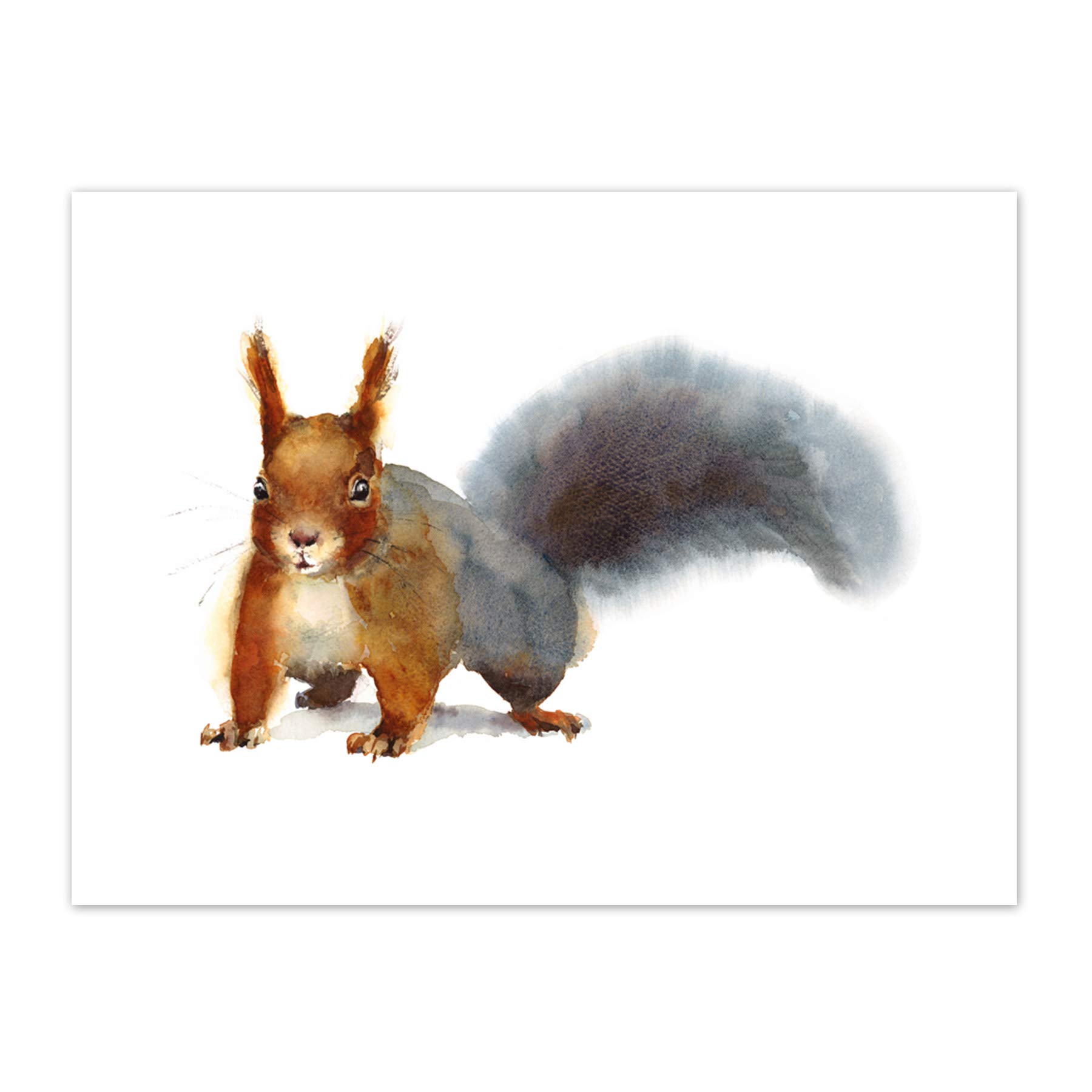 Wee Blue Coo Squirrel Watercolour Cute Art Print Canvas Premium Wall Decor Poster