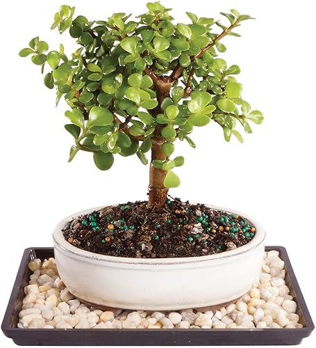 Brussels Live Dwarf Jade - Árbol bonsái para exteriores 4 años de edad 6 a 10 pulgadas de alto con recipiente decorativo bandeja de humedad y roca Brussels Live Dwarf Jade - Árbol bonsái para exteriores 4 años de edad 6 a 10 pulgadas de alto con recipiente decorativo bandeja de humedad y roca