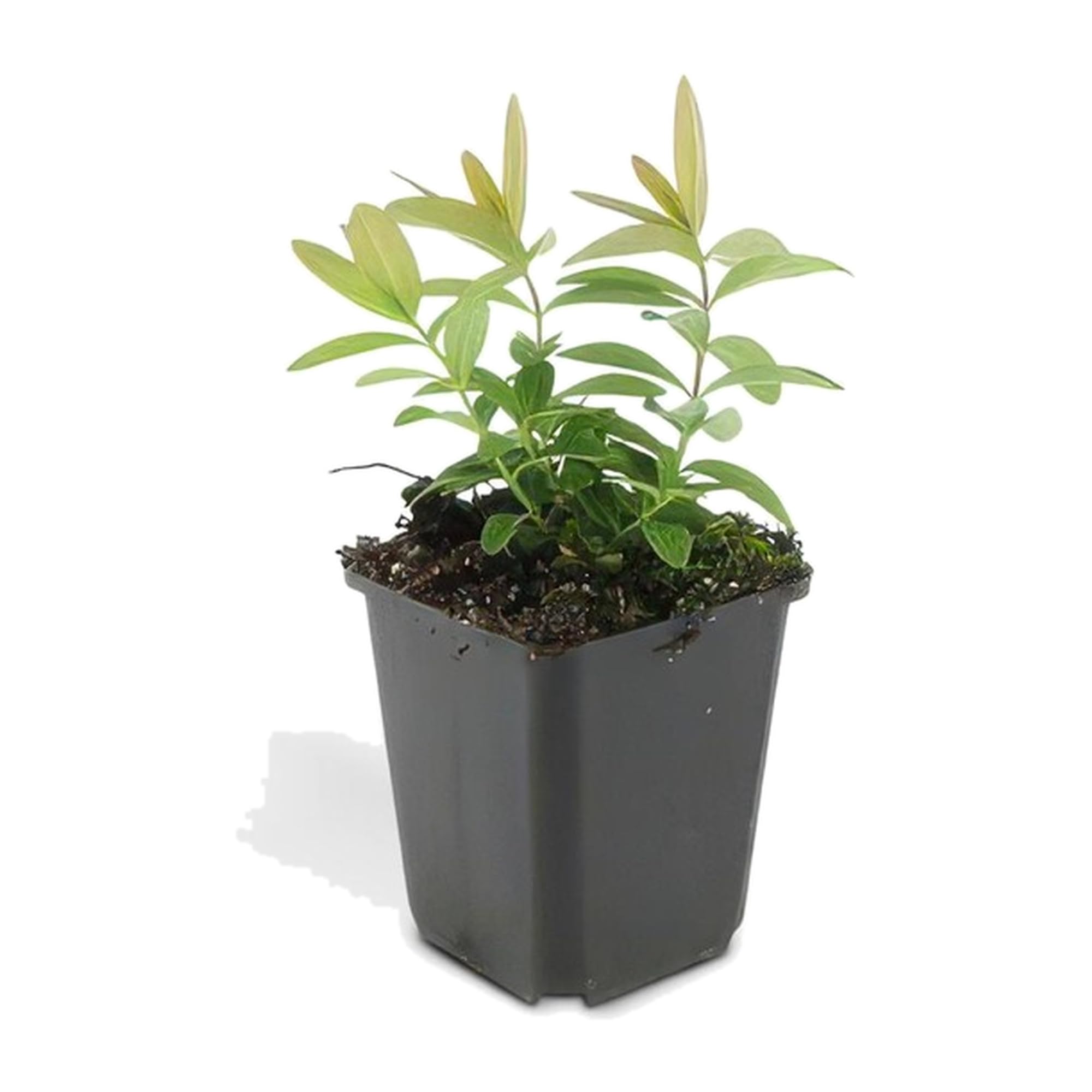 Hypericum Calycinum Tappezzante, Giardino, Giallo, Set da 6, Vaso 9 Cm