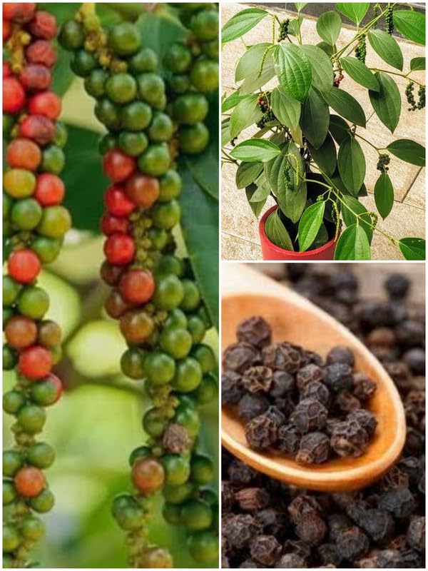 See full amazon price history chart for STAR PLANT Live Plant Gardens Rare Spice Black Pepper Karimunda Small Balconies (Piper Nigrum) Easy To Maintain (1 Live …Herbal Plant) STAR PLANT Live Plant Gardens Rare Spice Black Pepper Karimunda Small Balconies (Piper Nigrum) Easy To Maintain (1 Live …Herbal Plant) (B0CTGD3Q98) Amazon Price History, Amazon Price Tracker