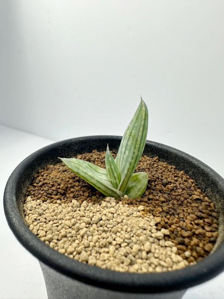 特選1 アロエ アンカラネンシス（実生苗） 特選1 アロエ アンカラネンシス（実生苗） 特選1 アロエ アンカラネン