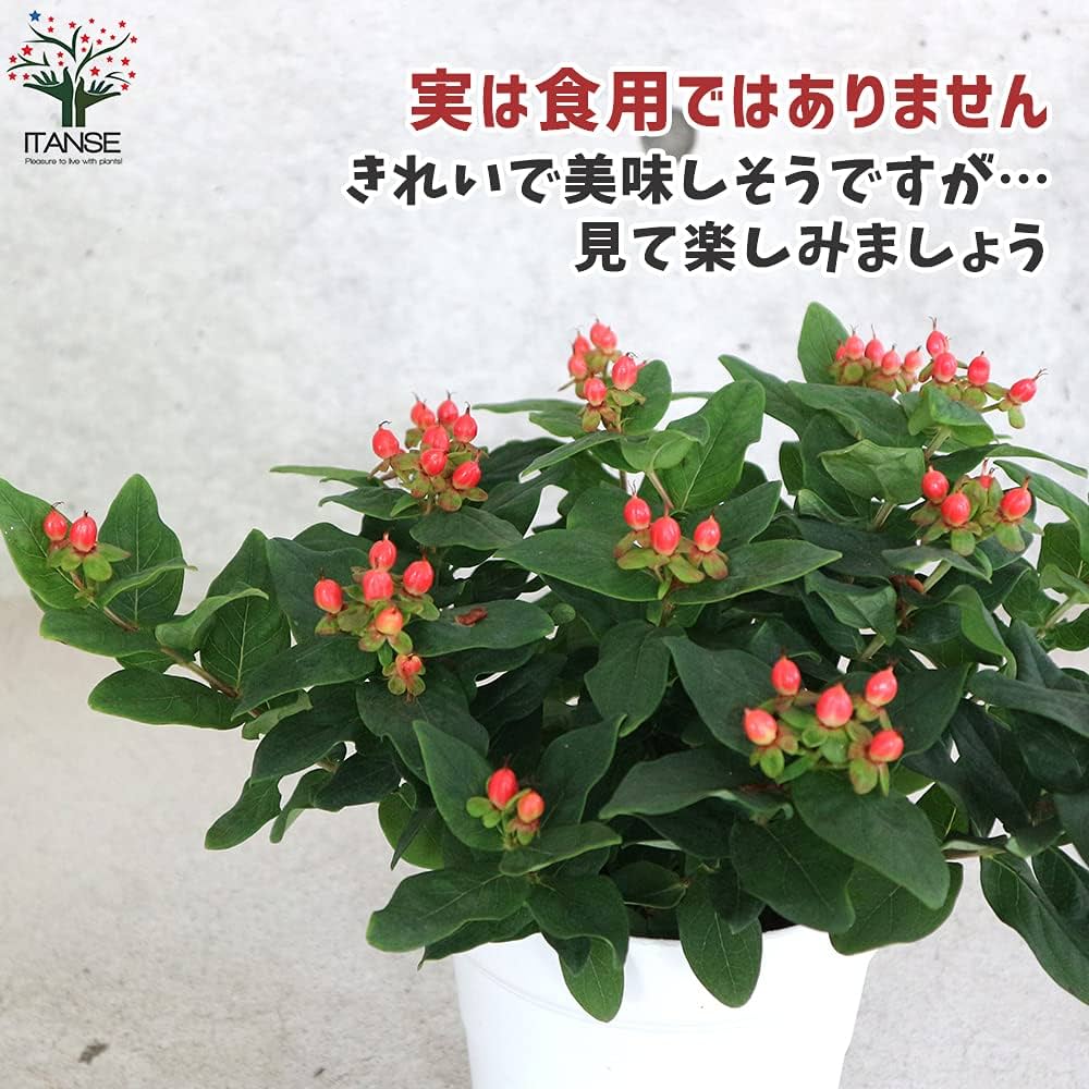 ヒペリカム オーガニック 苗 赤い実 ヒペリカム オーガニック 苗 赤い