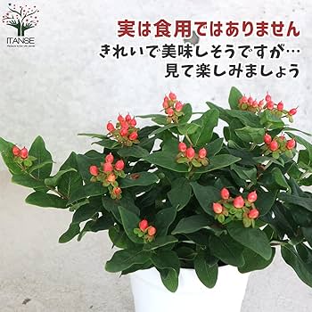 ヒペリカム　オーガニック　苗　赤い実 ヒペリカム オーガニック 苗 赤い実 楽天市場】ヒペリカム 赤実