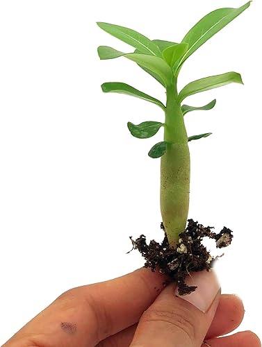 Miniatura 5 de ragnaroc Suculentas vivas  Adenium Obesum Desert Rose +6 pulgadas de alto 2 pulgadas Plug  2ct  Color cuando florece puede ser rosa o rojo, Bonsai