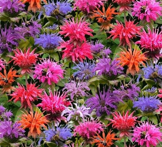 FlashPhoenix Quality Sewing Fabric - Nature Fabric - Floral Bee Baum Flowers Packed - Yard 36 x 44 Inch