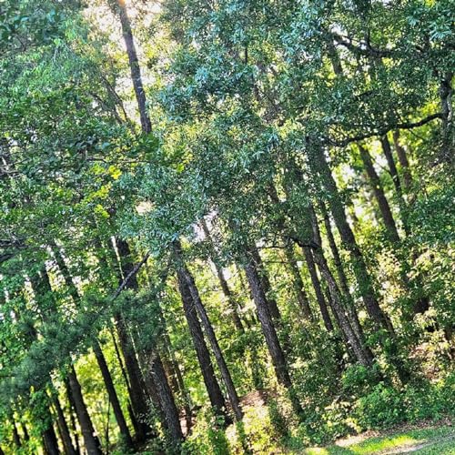 Denial - preformed by Paisley Powell (written by Autumn Fincher)