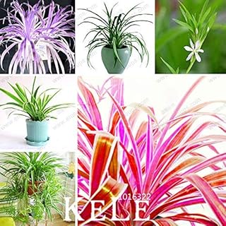 Las Semillas de germinación: Nuevas Semillas Frescas Semillas 100 Piezas/Bolsa Chlorophytum Bonsai absorben: Only Seeds