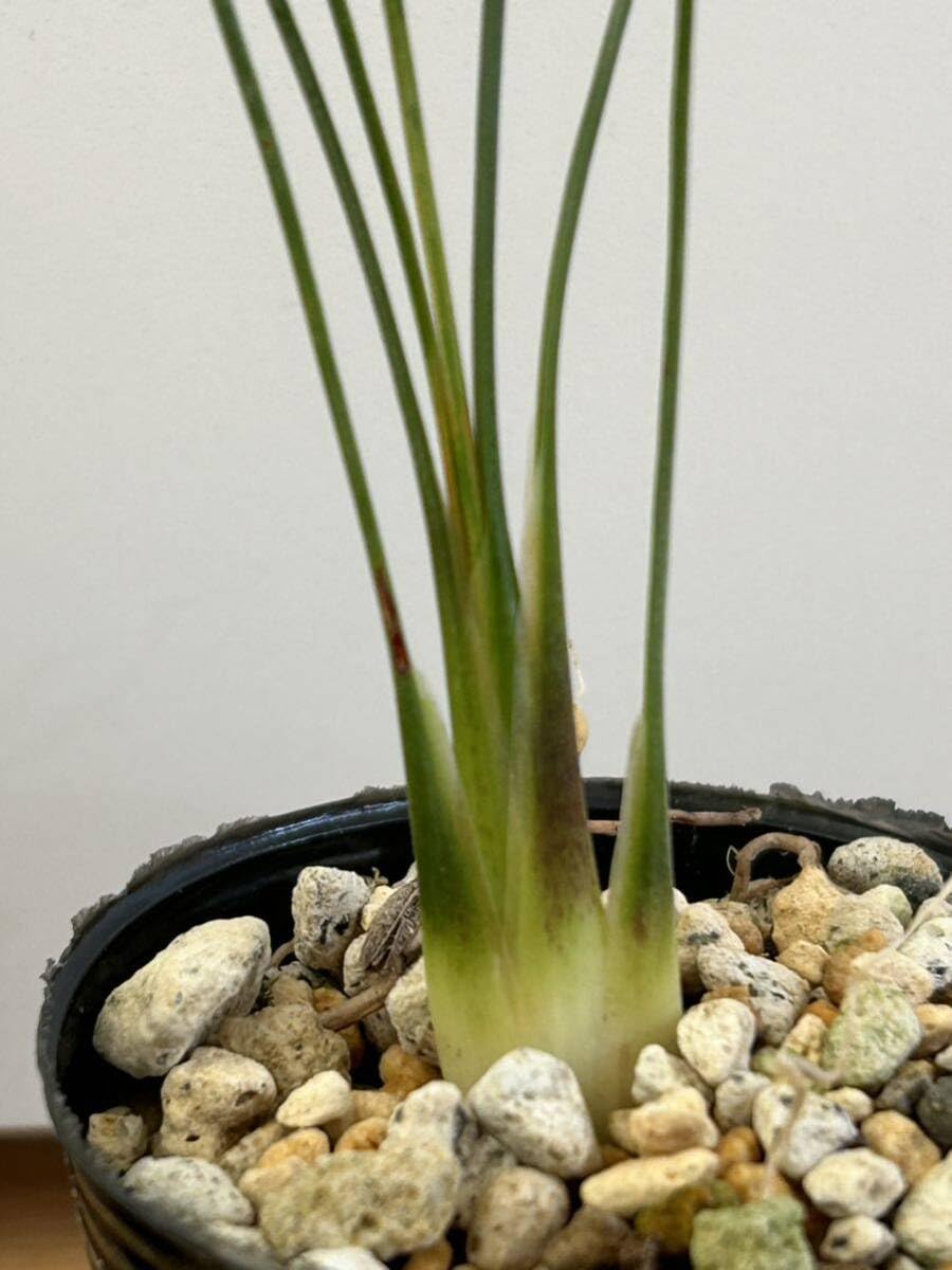 Amazon.co.jp: ダシリリオンロンギシマム Dasylirion longissimum 2株