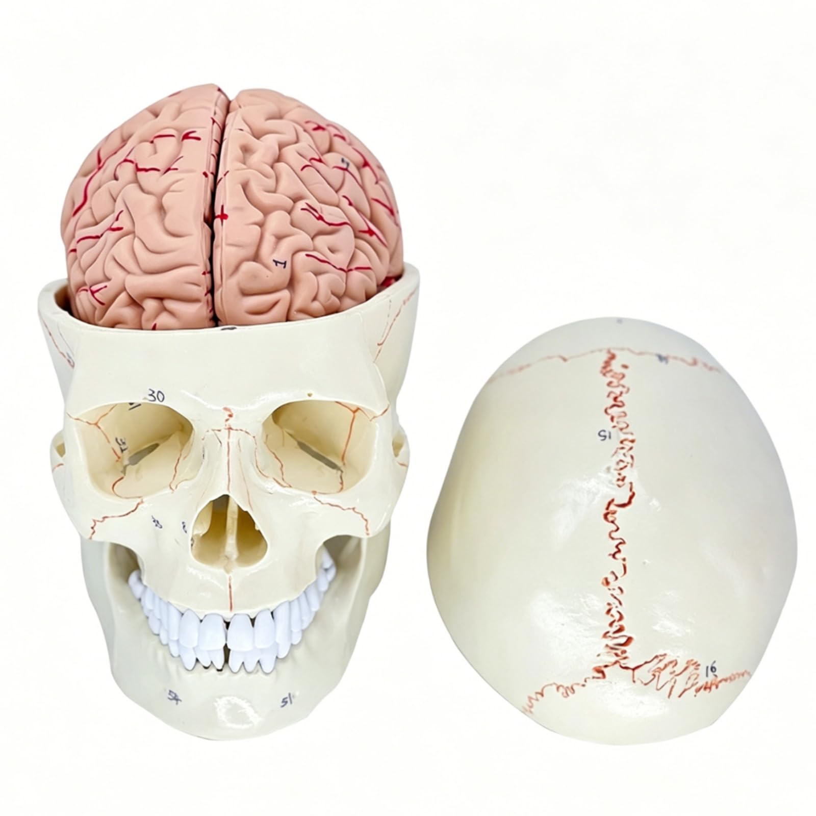 Modèle Crâne avec Cerveau Pièces Démontables Maquette Crânienne avec Cerveau très Détaillé Matériel Pédagogique Médical pour Étudiants en Mécine
